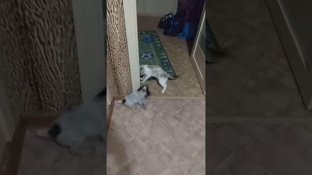 Бой века "Спаниель и Тайка" смотреть онлайн