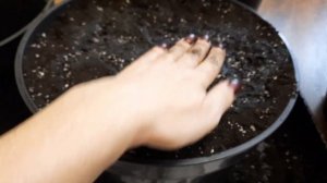 ПОСАДКА ПИОНОВ В ГОРШКИ! ВЕСНА 2023!