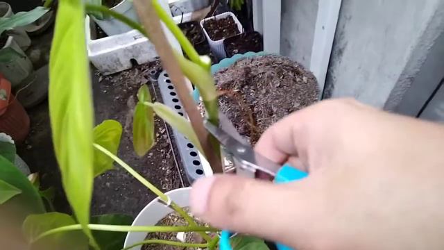 Philodendron Camposportoanum Propagation