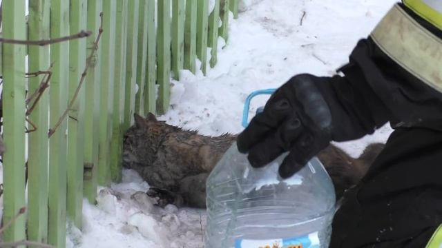 Орловские пожарные реанимировали надышавшегося дымом кота смотреть онлайн