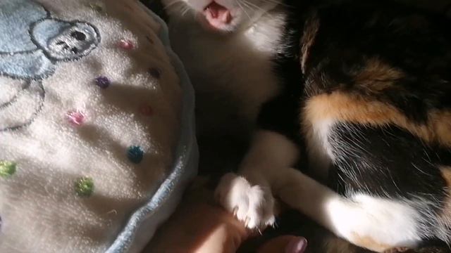 Клипса ест курицу/ покупки. 🐕❤️🍁🍂🍁 смотреть онлайн