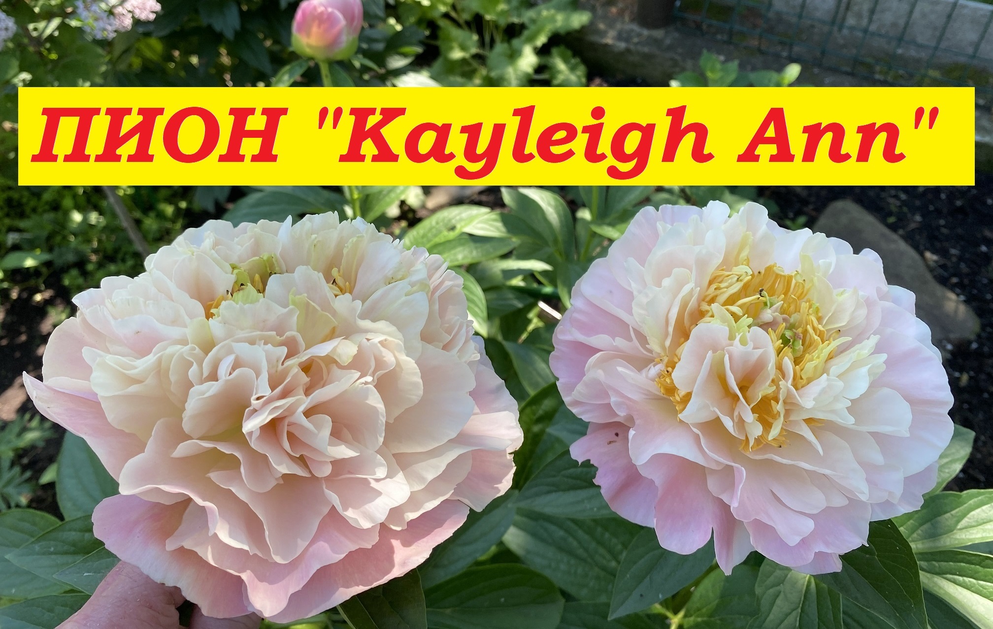 Пион Kayleigh Ann смотреть онлайн