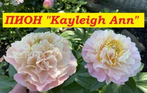 Пион Kayleigh Ann