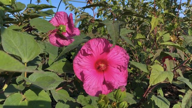 Обзор Гибискуса травянистого - Плам Крейзи (Plum Crazy) | Кубаньсад смотреть онлайн