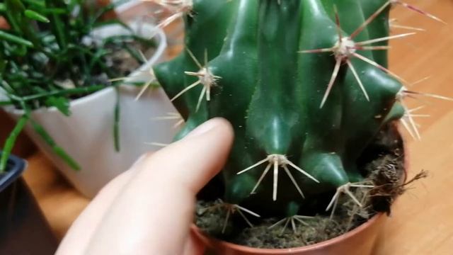 Моя коллекция кактусов и суккулентов! смотреть онлайн