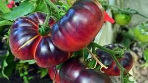 Лучшие экзотические сорта томатов проверенные Сибирью! Томаты с антоцианом