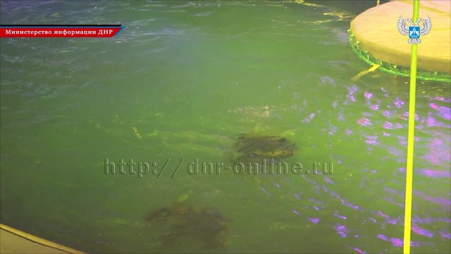 В Донецке начались представления Московского цирка на воде смотреть онлайн
