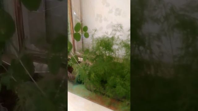 Во садули в огороде на болконе √2 смотреть онлайн