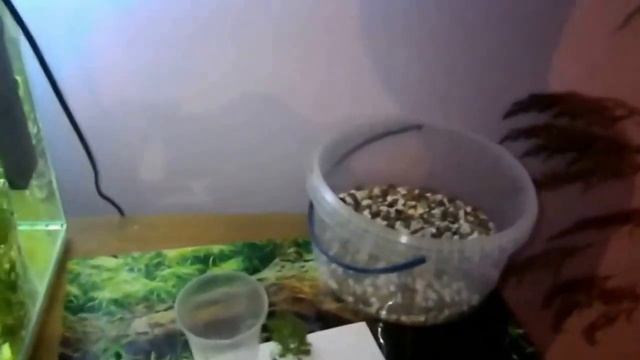 Авариумные растения ( кабомба ) смотреть онлайн