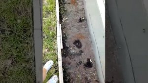Если кошки устроили туалет на грядке, что делать?