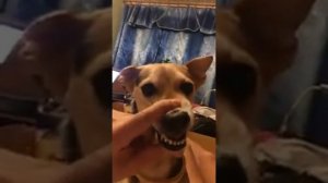 Собака говорит ля ля ля ля ля