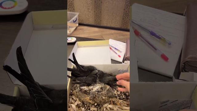 Стрижей нельзя подкидывать. Поэтому разрабатываем крылья, слегка придерживая тело птички смотреть онлайн