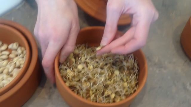 Sprouting Master Class with Angela Withers | Skill of the Month Club смотреть онлайн