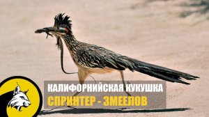 Бегун-спринтер и охотник на змей. Калифорнийская Кукушка - интересные факты