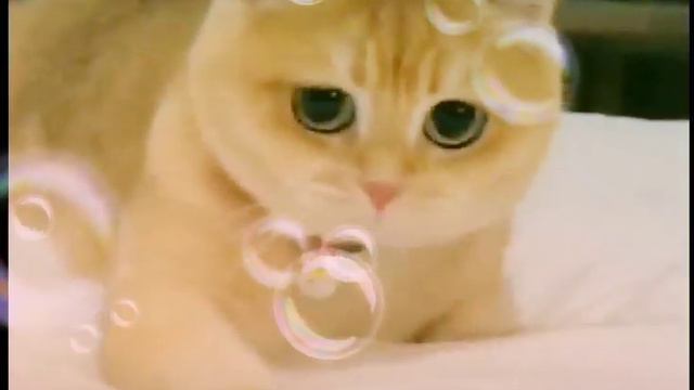 Мой котик поёт он самый лучший кот в мире смотреть это видео сегодня смотреть онлайн