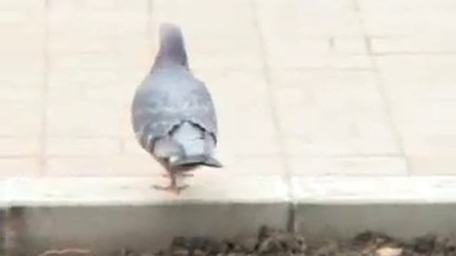 голубь смотреть онлайн