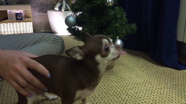 Чихуахуа наряжает ёлку смотреть онлайн