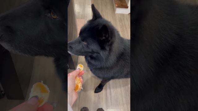 Волкособ хочет 🍊