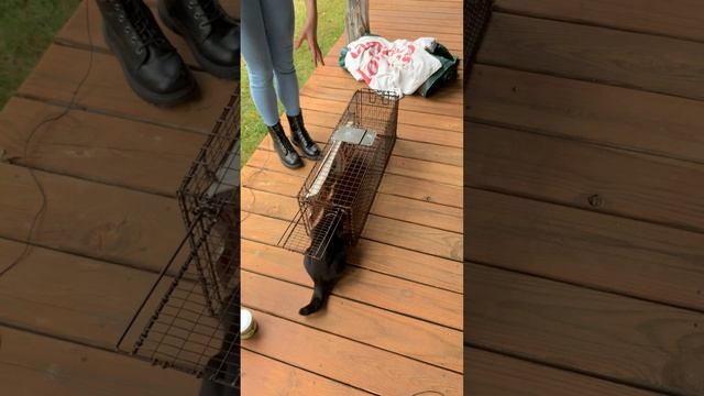 Phantom demonstrates how to use a Tru Catch Humane Live Animal Trap! смотреть онлайн