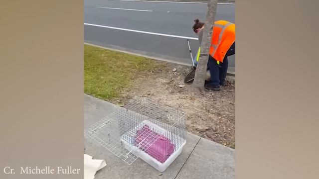 Animals That Asked People for Help & Kindness ? смотреть онлайн