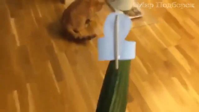 ПРИКОЛЫ ПРО ЖИВОТНЫХ СМЕШНЫЕ кошки бояться огурцов ДО СЛЕЗ смотреть онлайн