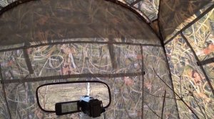 Охота на тетеревов на току. Охота на косача весной из шалаша.