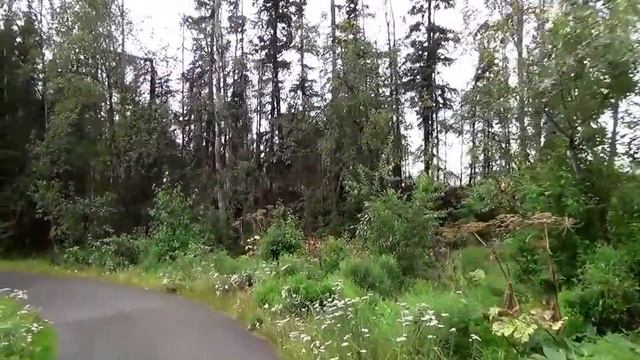 #381 США Аляска Анкоридж Пора собирать урожай Черемуха - Шиповник - Грибы