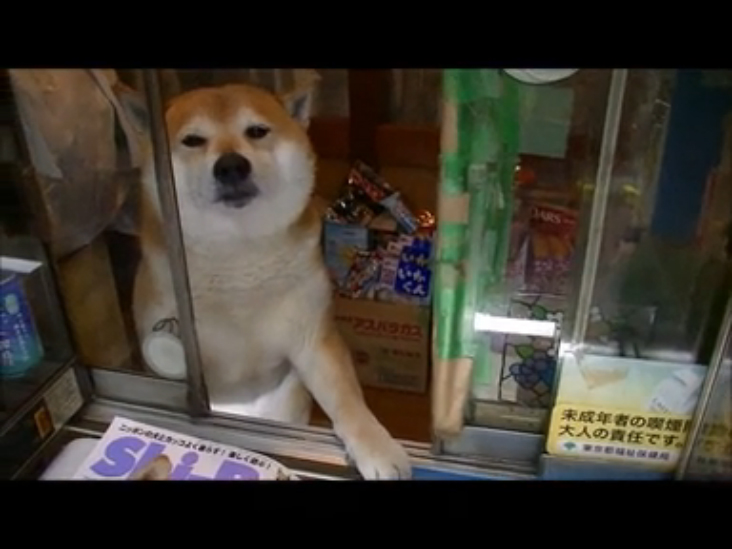 Японский пёс-продавец породы Сиба-Ину стал звездой интернета смотреть онлайн