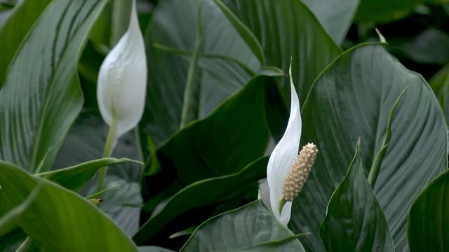 Spathiphyllum @JK Plant 2020 смотреть онлайн