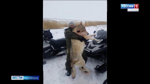 В Костромской области застрелили гигантских волков