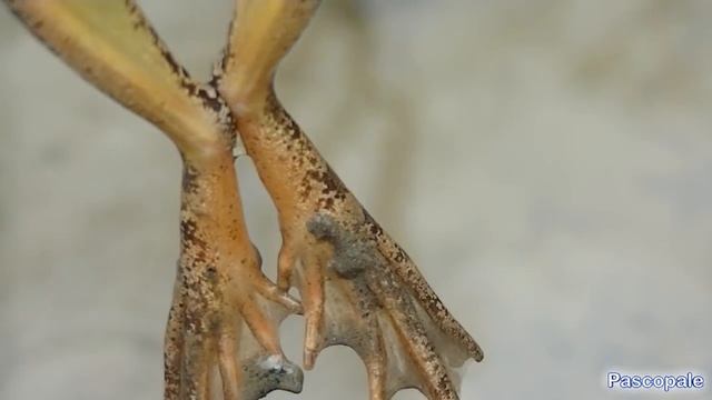 Attention a la ponte des grenouilles, regardez смотреть онлайн