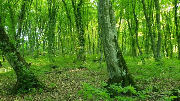 The sounds of Forest Nature and the Delicate Greenery of the Spring Forest