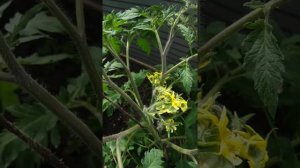 4 макушки у томата, какие удалять и почему?