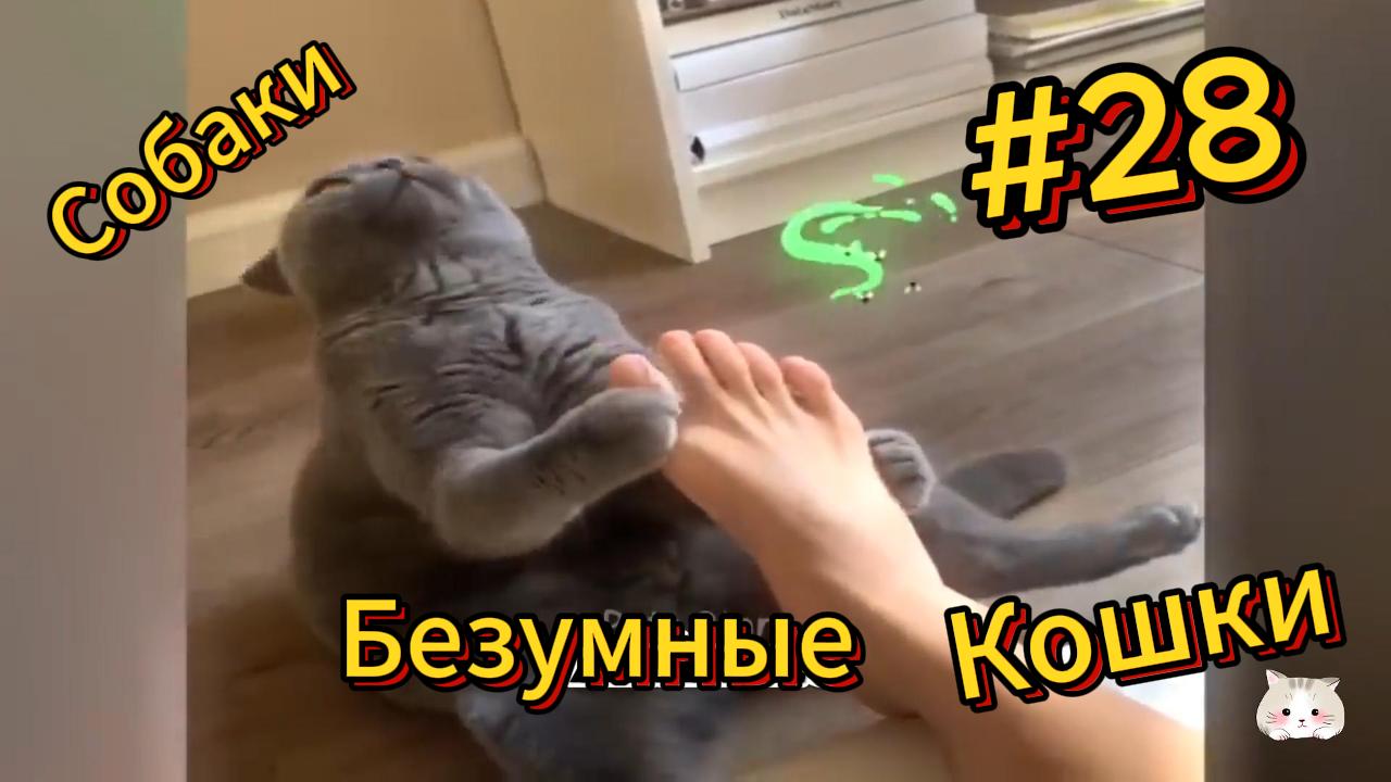 ДО СЛЁЗ ? подборка безумных кошек и собак | Смешные видео - Лучшие ПРИКОЛЫ 28 смотреть онлайн