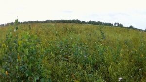 Охота с легавой собакой