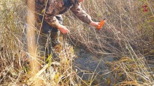 Ловля бобра на "зелье" КП-250,320. Hunting for beaver.