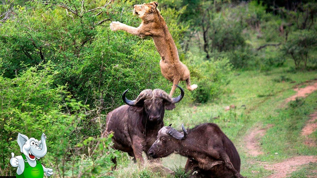 Львы против Буйволов / Сумасшедшие Битвы Животных смотреть онлайн