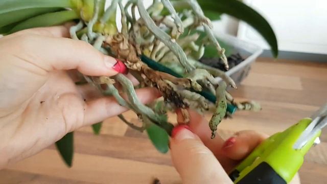 57. Пересадка фаленопсисов Joy Fairy Tale, Замбия и деток. Орхидеи в стекле в неорганическом грунте смотреть онлайн