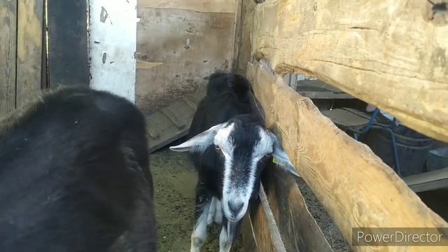 ЗАДОЛБАЛИ ЭТИ КОЗЫ, РАСПРОДАМ ИЛИ НА ТУШЕНКУ. ДЕРЕВЕНСКИЙ ДЕНЬ, В БОЛЬШЕМ ХОЗЯЙСТВЕ смотреть онлайн