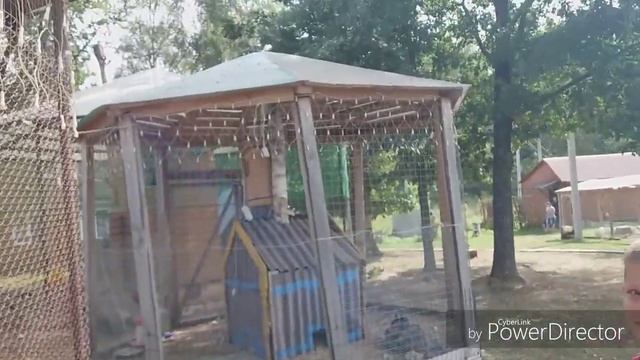 БЕЛКА ЕСТ ЖЁЛУДИ?!КОРМЛЮ БЕЛКУ СО СВОИМ БРАТАНОМ!ЭКСПЕРИМЕНТ. ПОКАЗЫВАЮ ЛИЦО. БОРОДИНО. смотреть онлайн