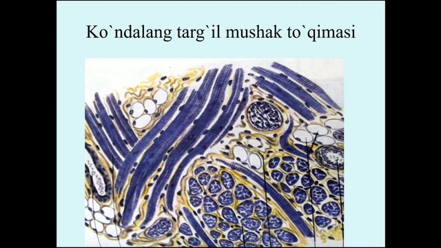 Mushak To'qimasi
