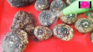 КАЛЛЫ. Как подготовить клубни к посадке