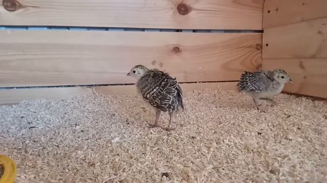 Фазан Охотничий 14 день после рождения Сызрань смотреть онлайн