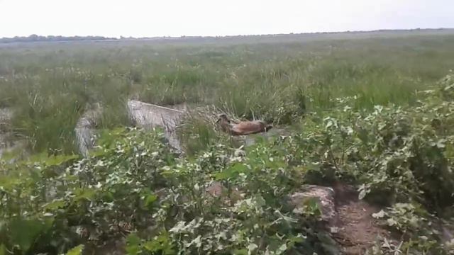 "Летающая корова". смотреть онлайн
