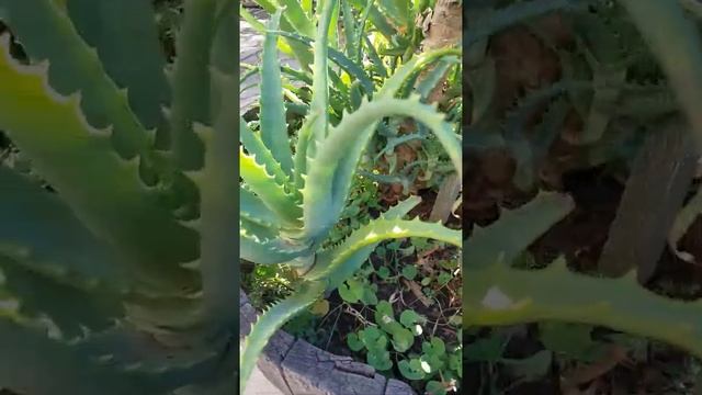 How To Grow Aloe Arborescens Plant смотреть онлайн