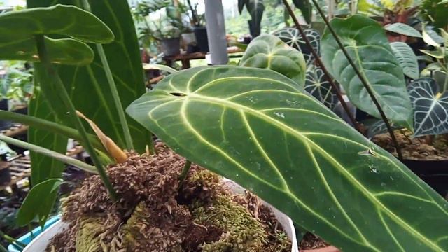 tanaman hias rumah tani unggul bisa di order di nomer 081226764744 ato 085225791246 смотреть онлайн