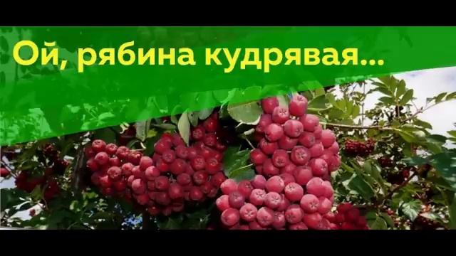 ЗАСТОЛЬНЫЕ ПЕСНИ 2  РУССКИЕ НАРОДНЫЕ ЛЮБИМЫЕ ( BEST RUSSIAN DRINKING SONGS )