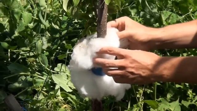 Защитный пояс от муравьев и тли на плодовых деревьях смотреть онлайн