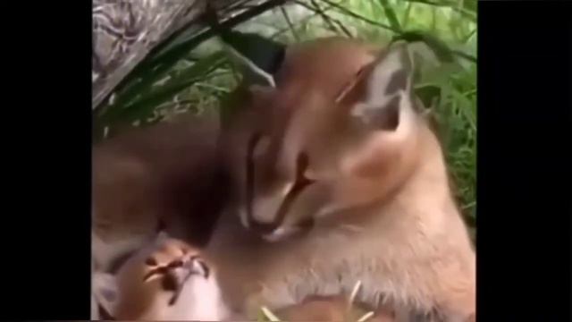 шлепа и шлепка но gulp смотреть онлайн
