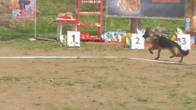 Стар Виннер Дарк Файер ЮСС